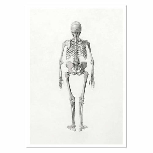 Human Skeleton Posterior View Art Print