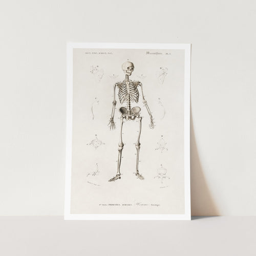 Human Skeleton Art Print