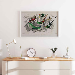 Hummingbirds by Oliver Goldsmith Art Print