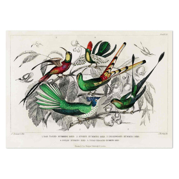 Hummingbirds by Oliver Goldsmith Art Print