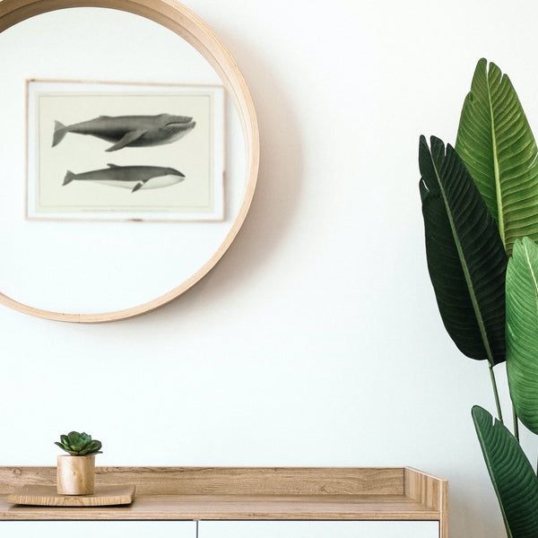 Humpback and Minke Whale Art Print