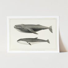 Load image into Gallery viewer, Humpback and Minke Whale art print