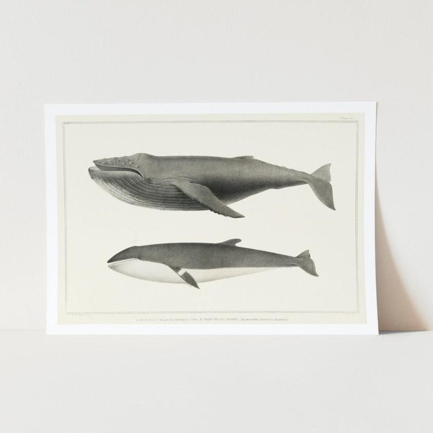 Humpback and Minke Whale art print