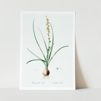 Hyacinthus serotinus art print