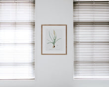 Load image into Gallery viewer, Hyacinthus serotinus framed on wall