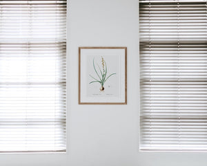 Hyacinthus serotinus framed on wall