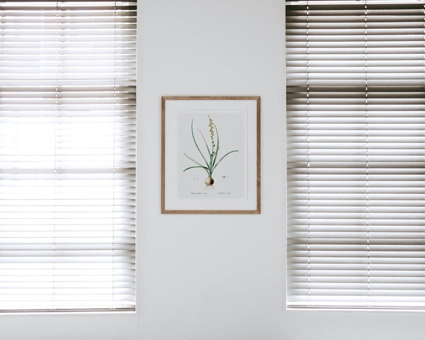 Hyacinthus serotinus framed on wall