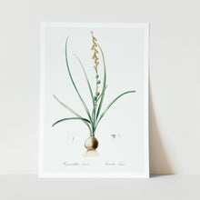 Load image into Gallery viewer, Hyacinthus serotinus art print