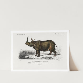 Indian Rhinoceros Art Print