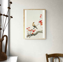 Load image into Gallery viewer, Japanese Plague Bird on Maple by Ohara Koson Art Print