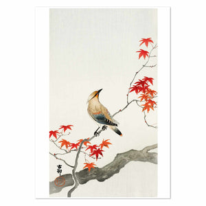 Japanese Plague Bird on Maple by Ohara Koson Art Print