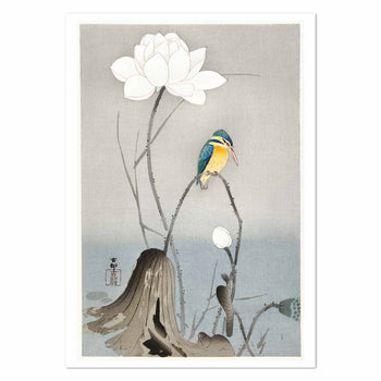 Kingfisher with Lotus Flower Art Print