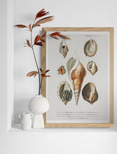 Load image into Gallery viewer, Molluscs Art Print