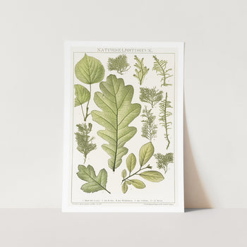 Leaves of Nature Art Print