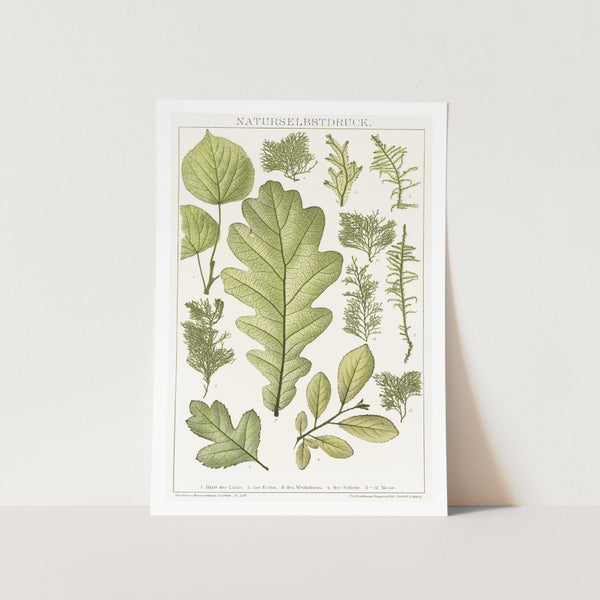 Leaves of Nature Art Print