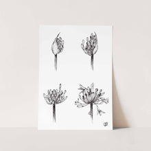 Load image into Gallery viewer, Life of Agapanthus by Jenna Art Print