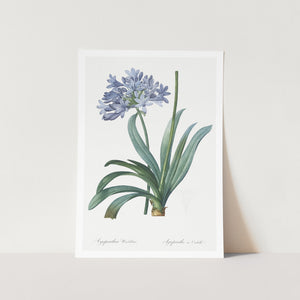 Lily of the Nile Plant Art Print