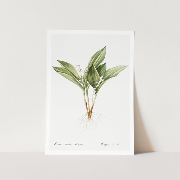 Lily of the Valley Plant Art Print