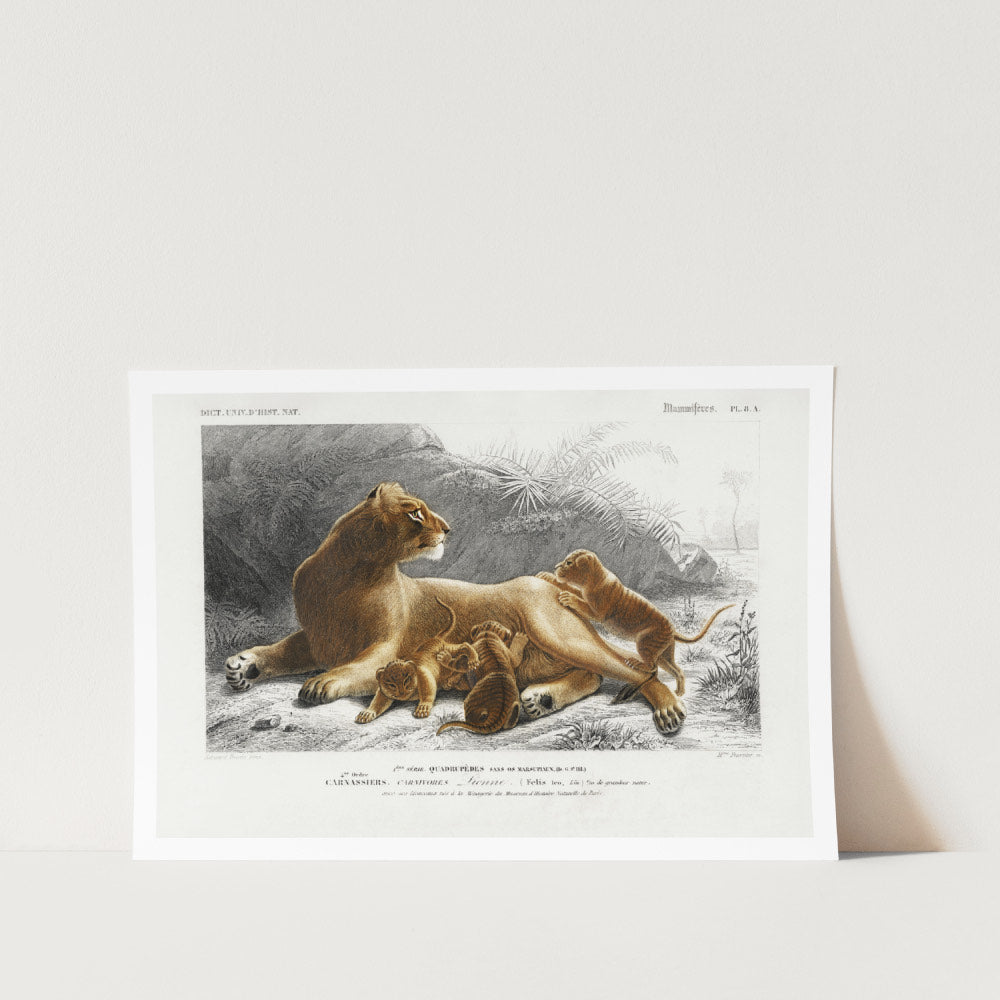 Lioness and Cubs Art Print