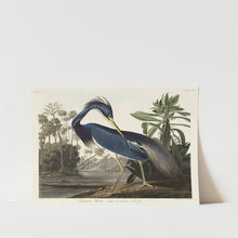 Load image into Gallery viewer, Louisiana Heron Art Print