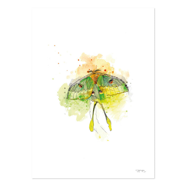 Luna Moth by JMB Art Print