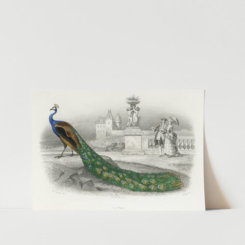 Majestical Peacock Art Print