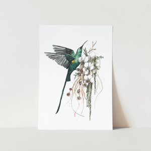 Malachite Sunbird by Mareli Art Print