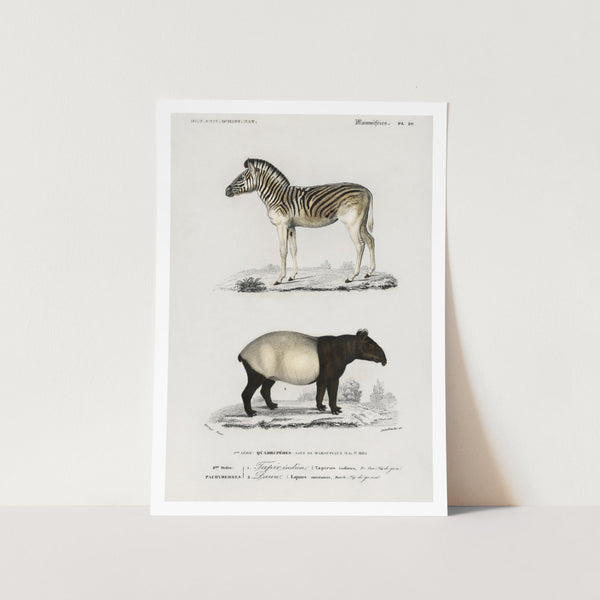 Malayan Tapir and Mountain Zebra Art Print