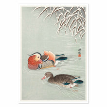 Load image into Gallery viewer, Mandarin Ducks Art Print