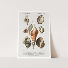 Load image into Gallery viewer, Molluscs Art Print