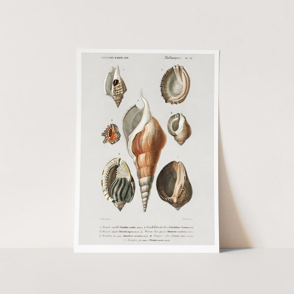Molluscs Art Print