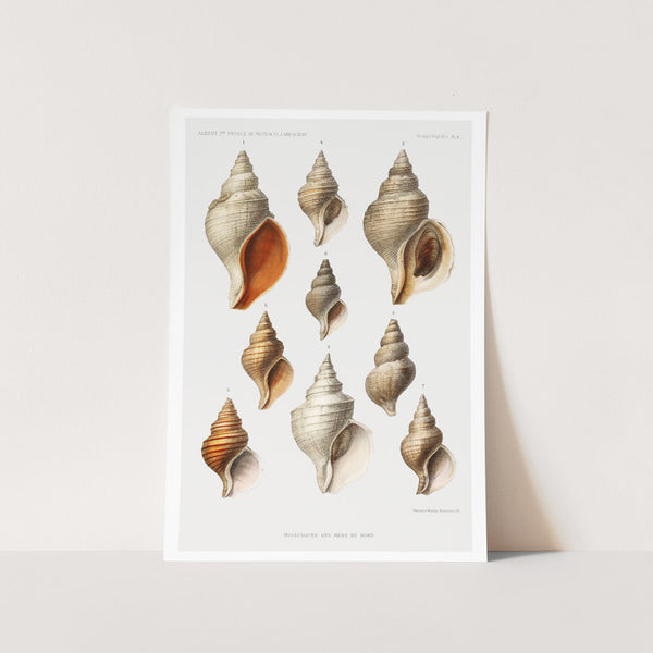 Molluscs of the Northern Seas Art Print