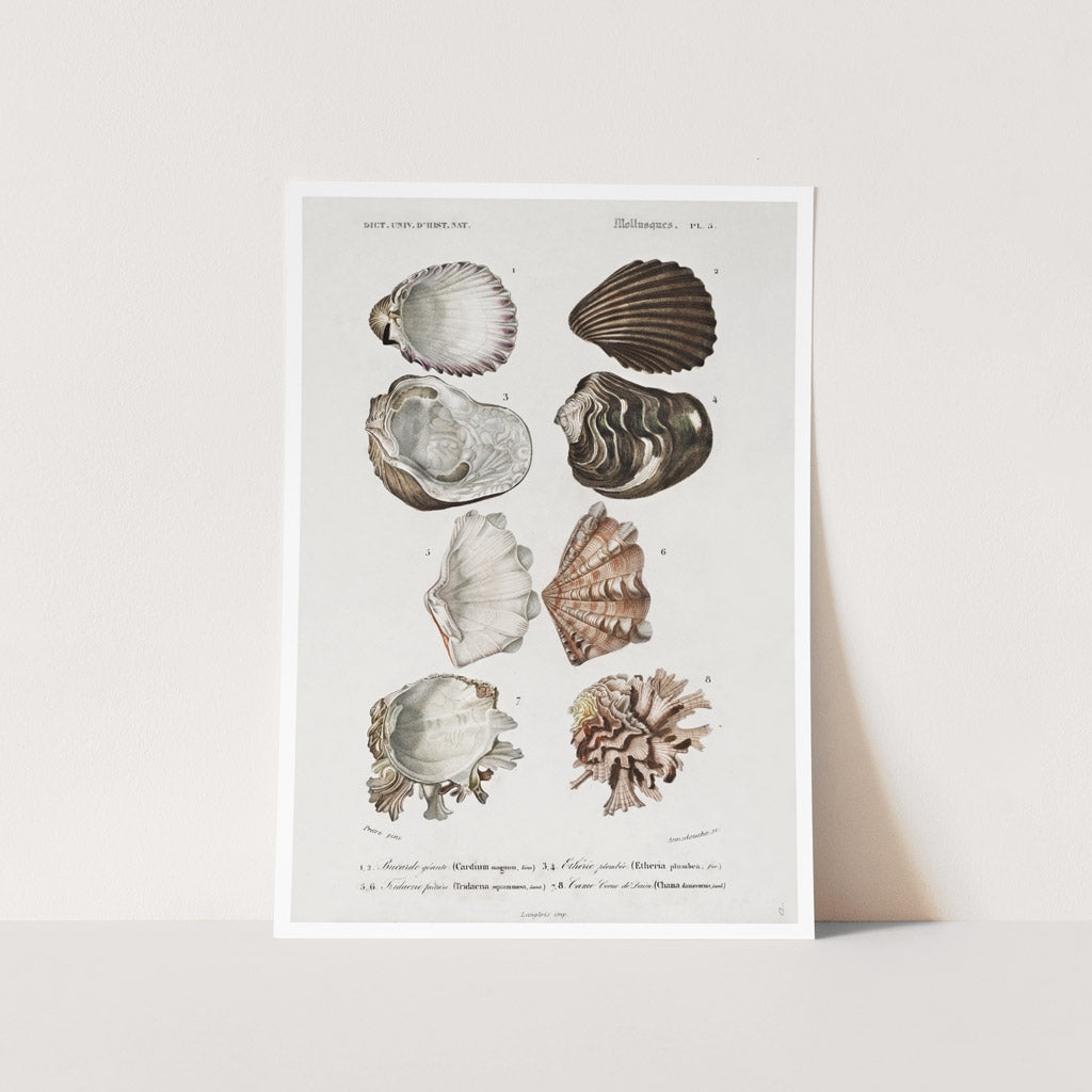 Mollusks 3 Art Print