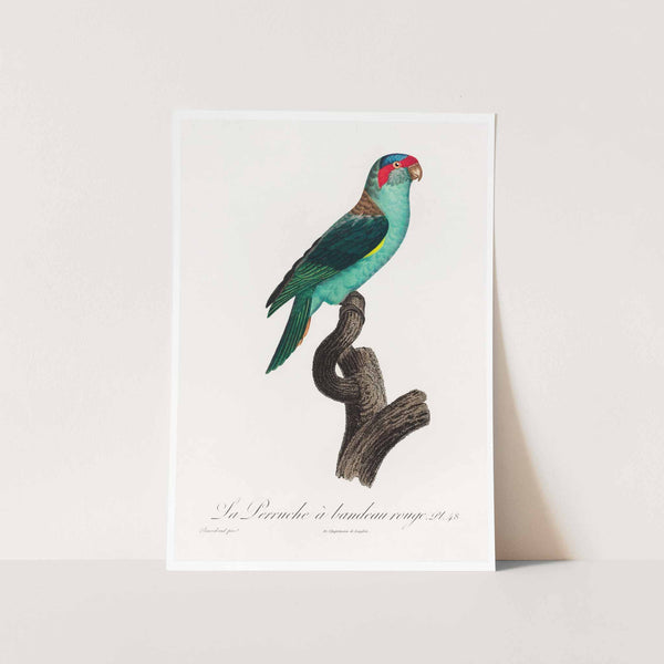 Musk Lorekeet Art Print