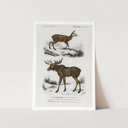 Musk Deer Art Print