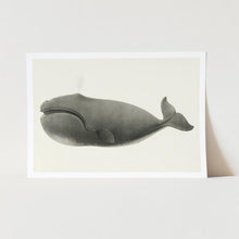 Load image into Gallery viewer, North Pacific Right Whale Art Print