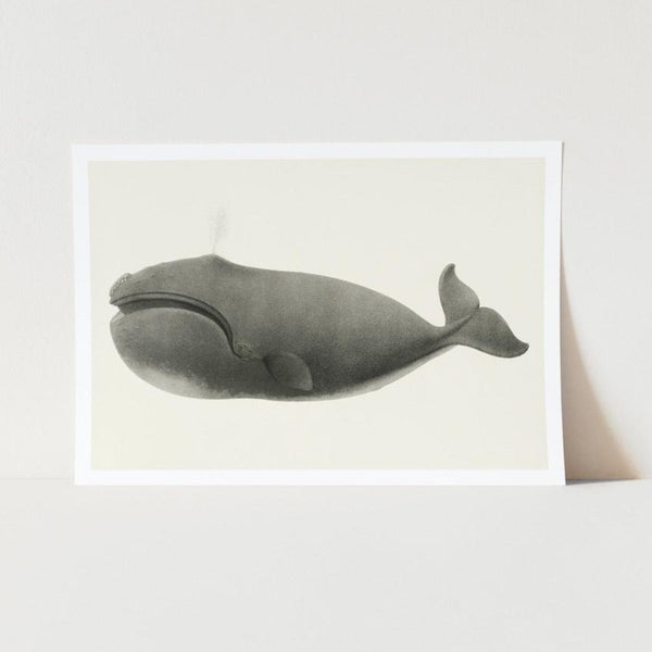 North Pacific Right Whale Art Print