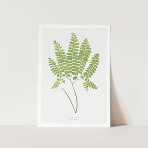 Northern Maidenhair Fern Art Print