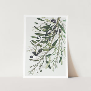 Olive Branches Plant Art Print