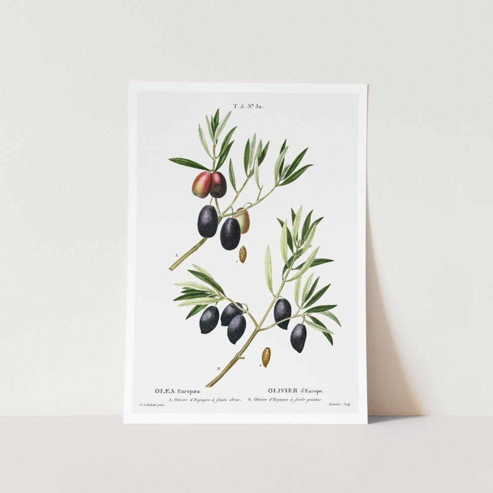 Olive Different Phases Art Print