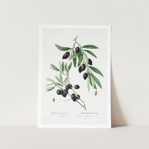 Olives Art Print