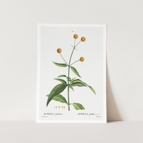 Orange Ball Buddleja Art Print