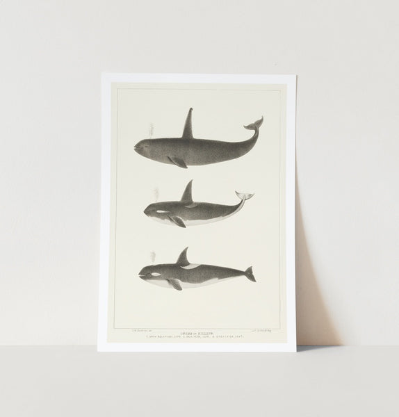 Orca/Killer Whale Art Print