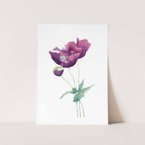 The Purple Garden Poppy Art Print