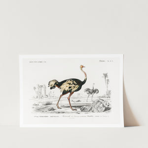 Ostrich Art Print