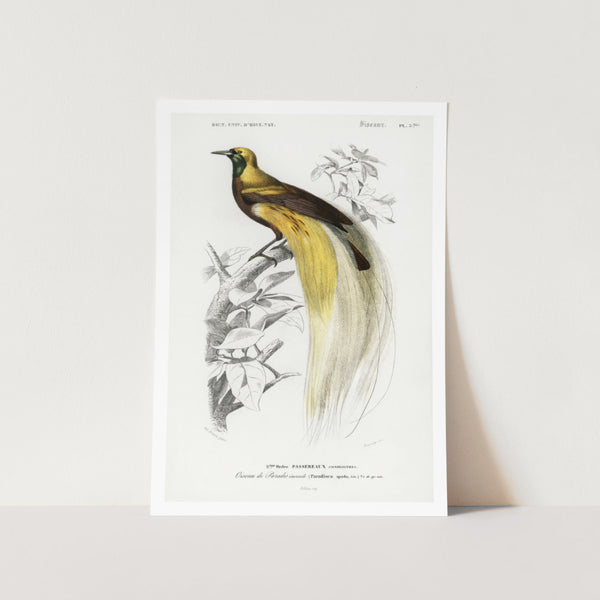 Paradisaea Apoda Bird Art Print