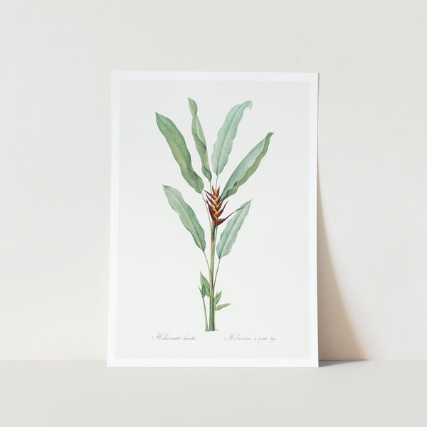 Parrot Heliconia Plant Art Print