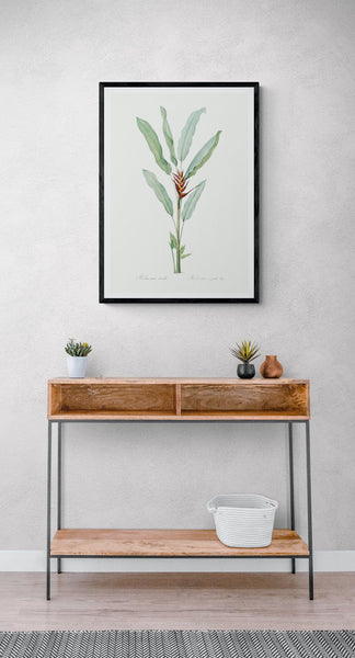 Parrot Heliconia Plant Art Print