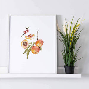 Apricot Art Print