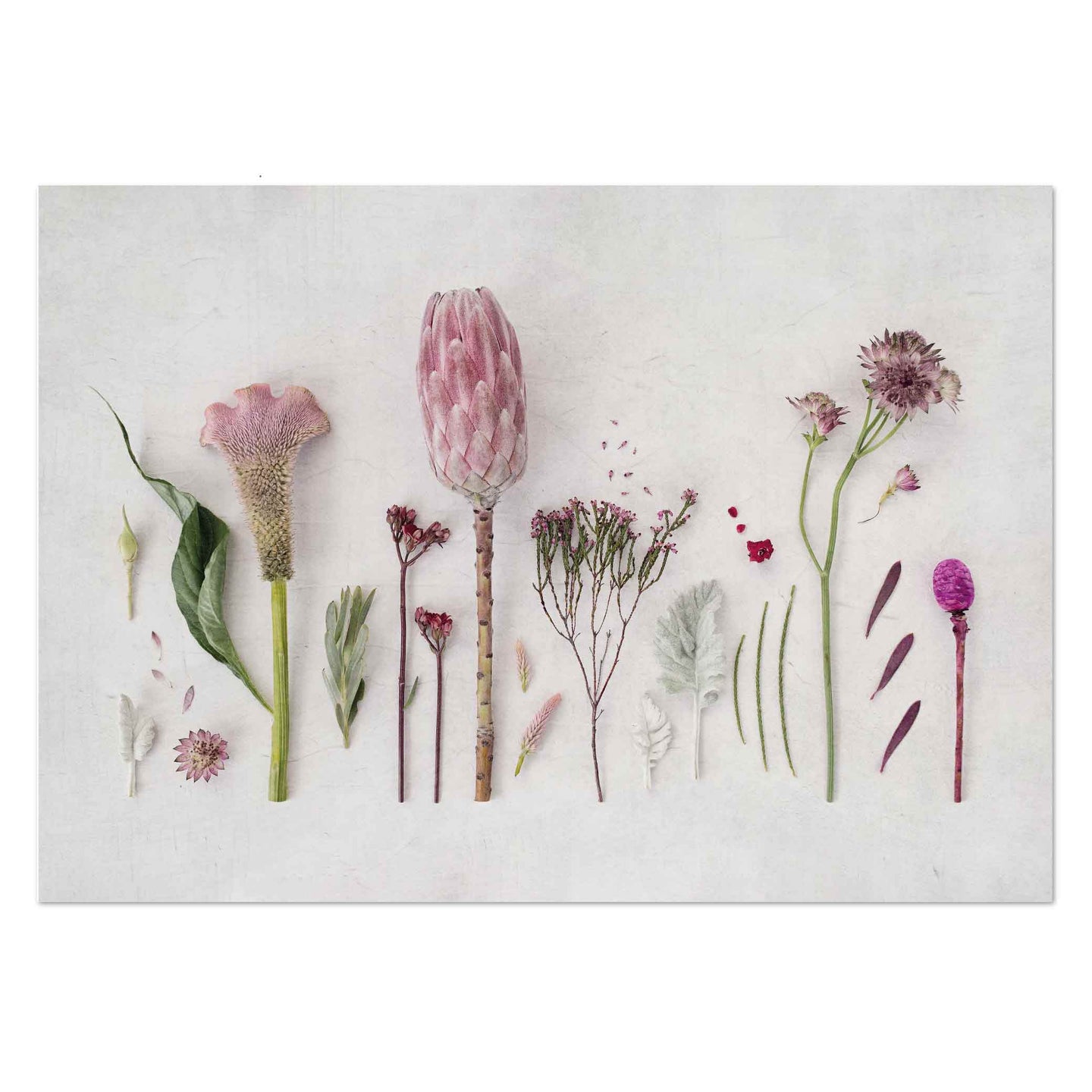 Pink Garden by Sonjé Art Print